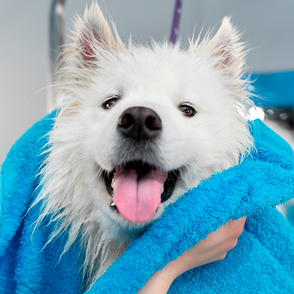 Peluquería canina en León - Norrmas