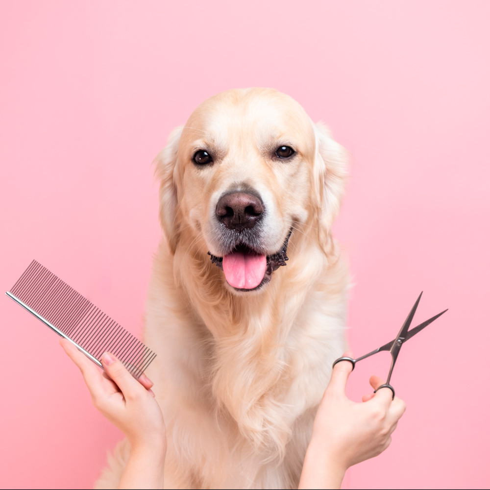 Peluquería canina en León