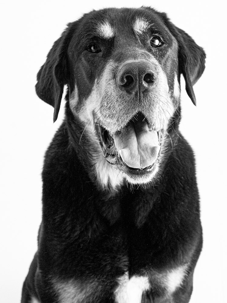 Quara - peluquería canina en León