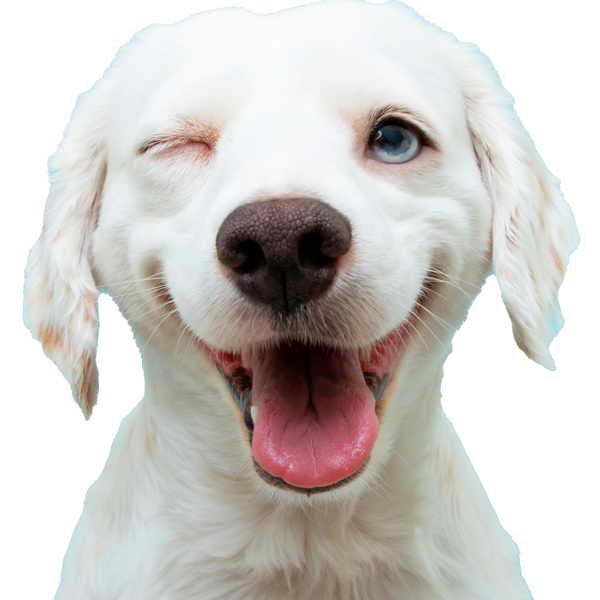 Reseñas peluquería canina Huellitas by Quara