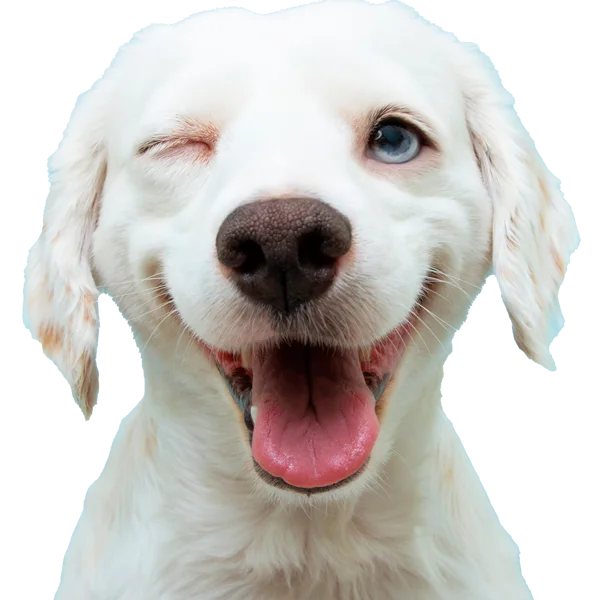 Reseñas peluquería canina Huellitas by Quara