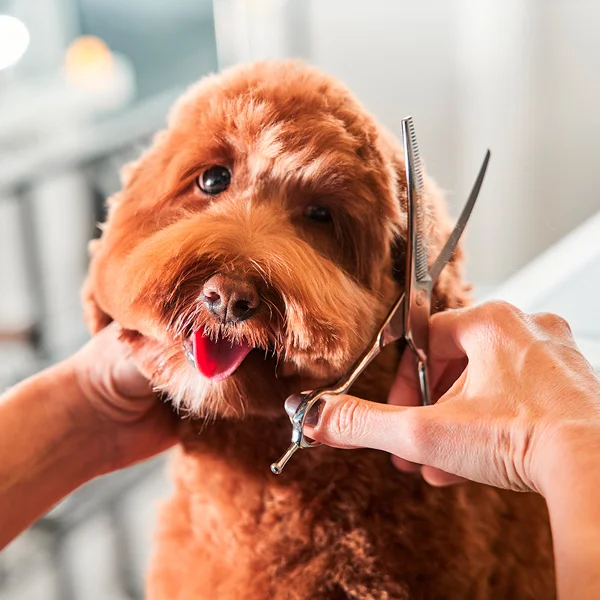 Servicios peluquería canina en León