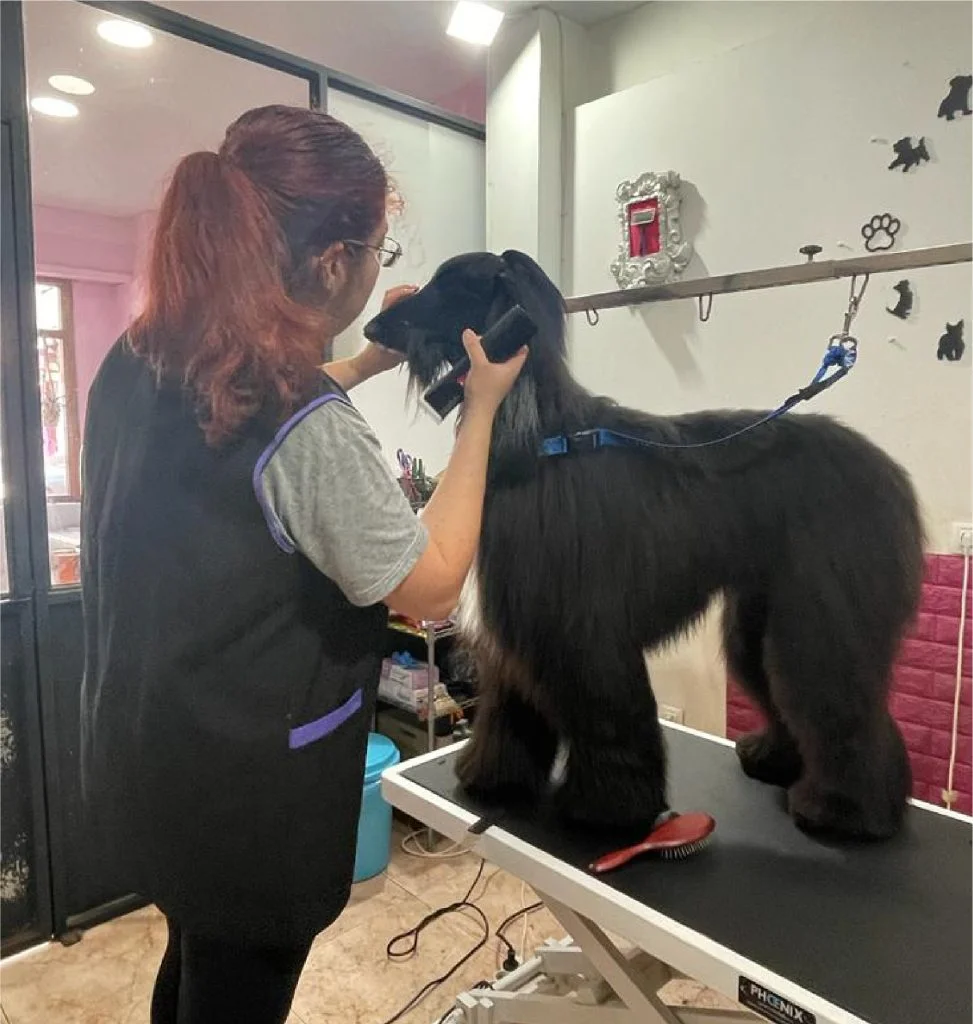 Arreglos higiénicos caninos en León