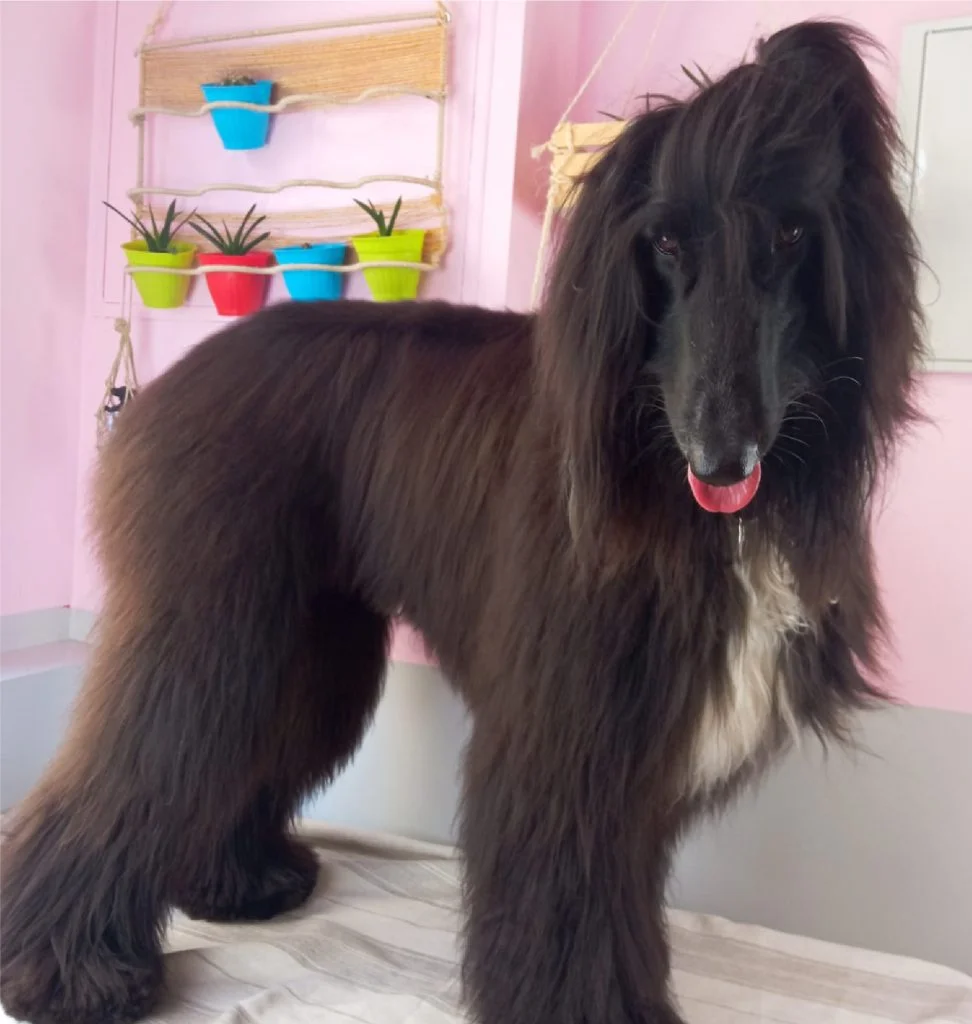 Arreglos higiénicos perro en León