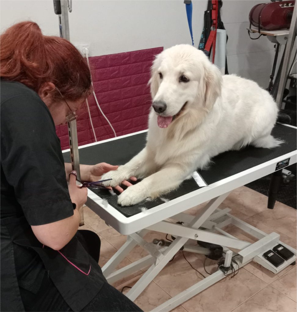 Arreglos higiénicos perro en León