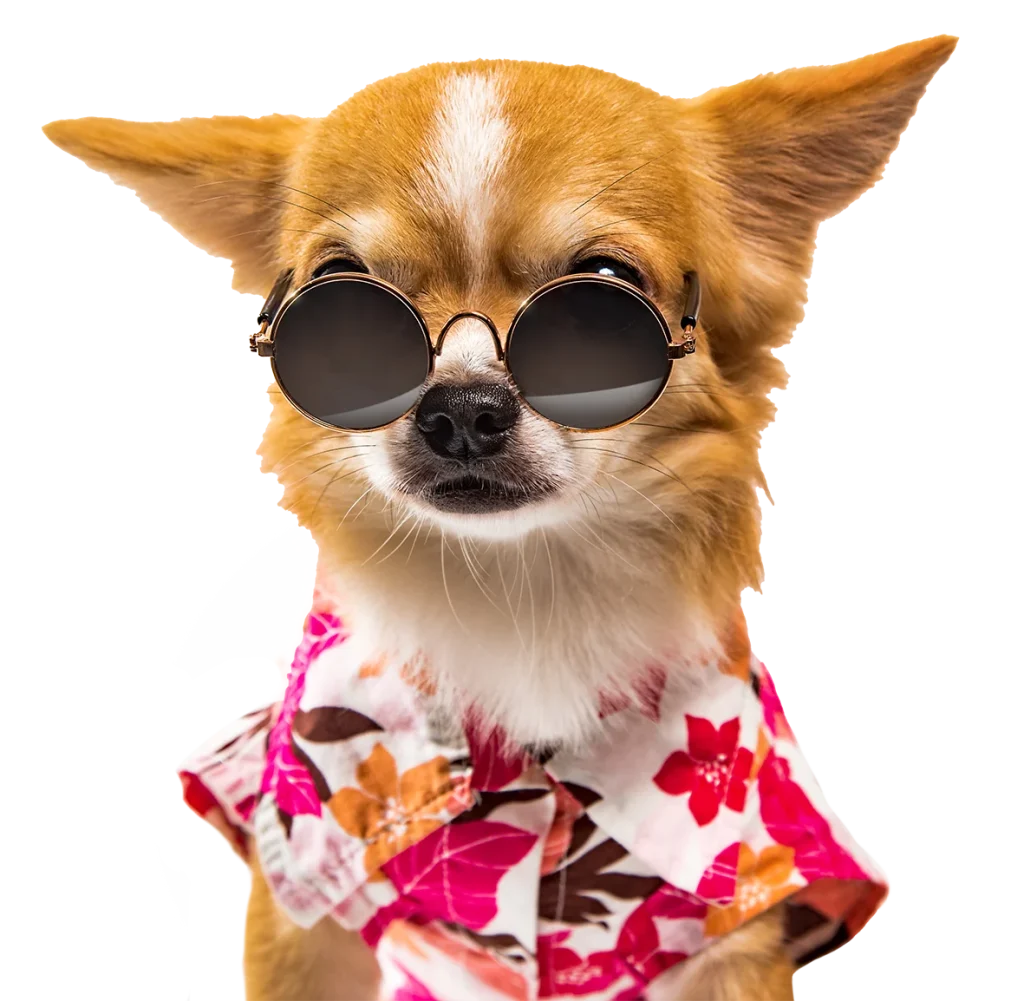 Normas peluquería canina en León