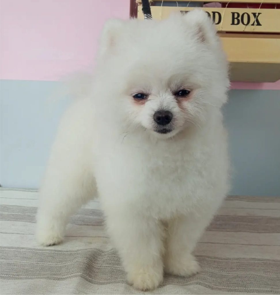 Peluquería canina comercial en León