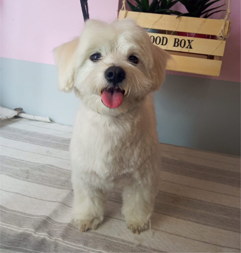 Peluquería canina comercial en León