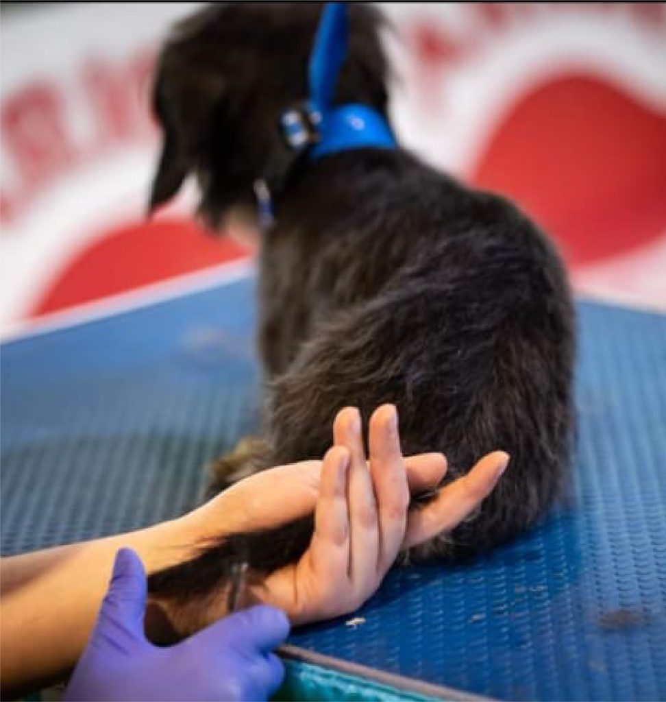 Stripping perros en León