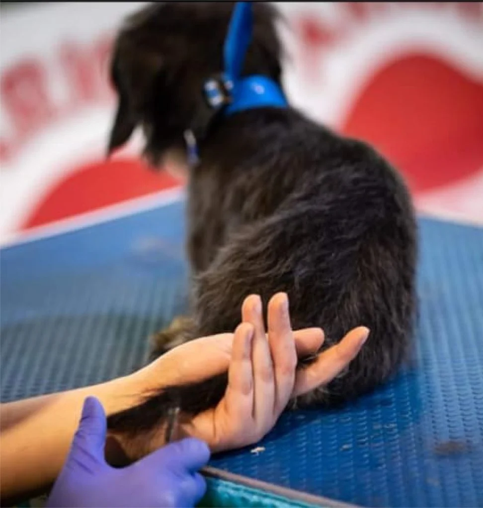 Stripping perros en León